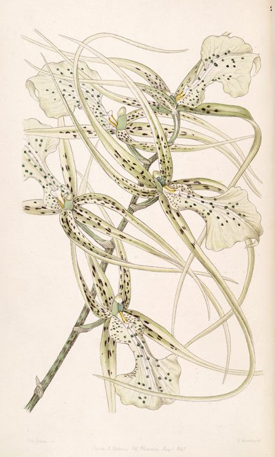 Brassia verrucosa by Miss Drake